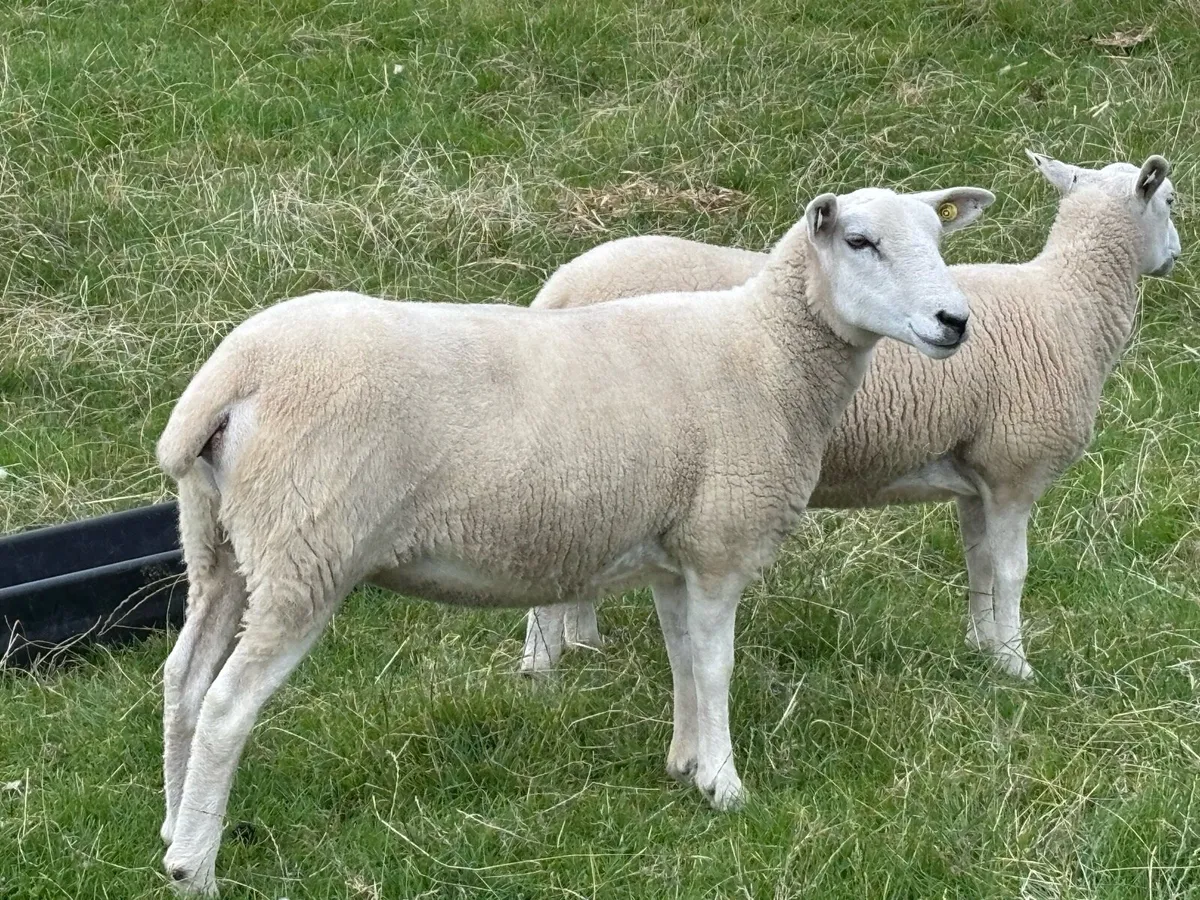 Lleyn hoggets - Image 3