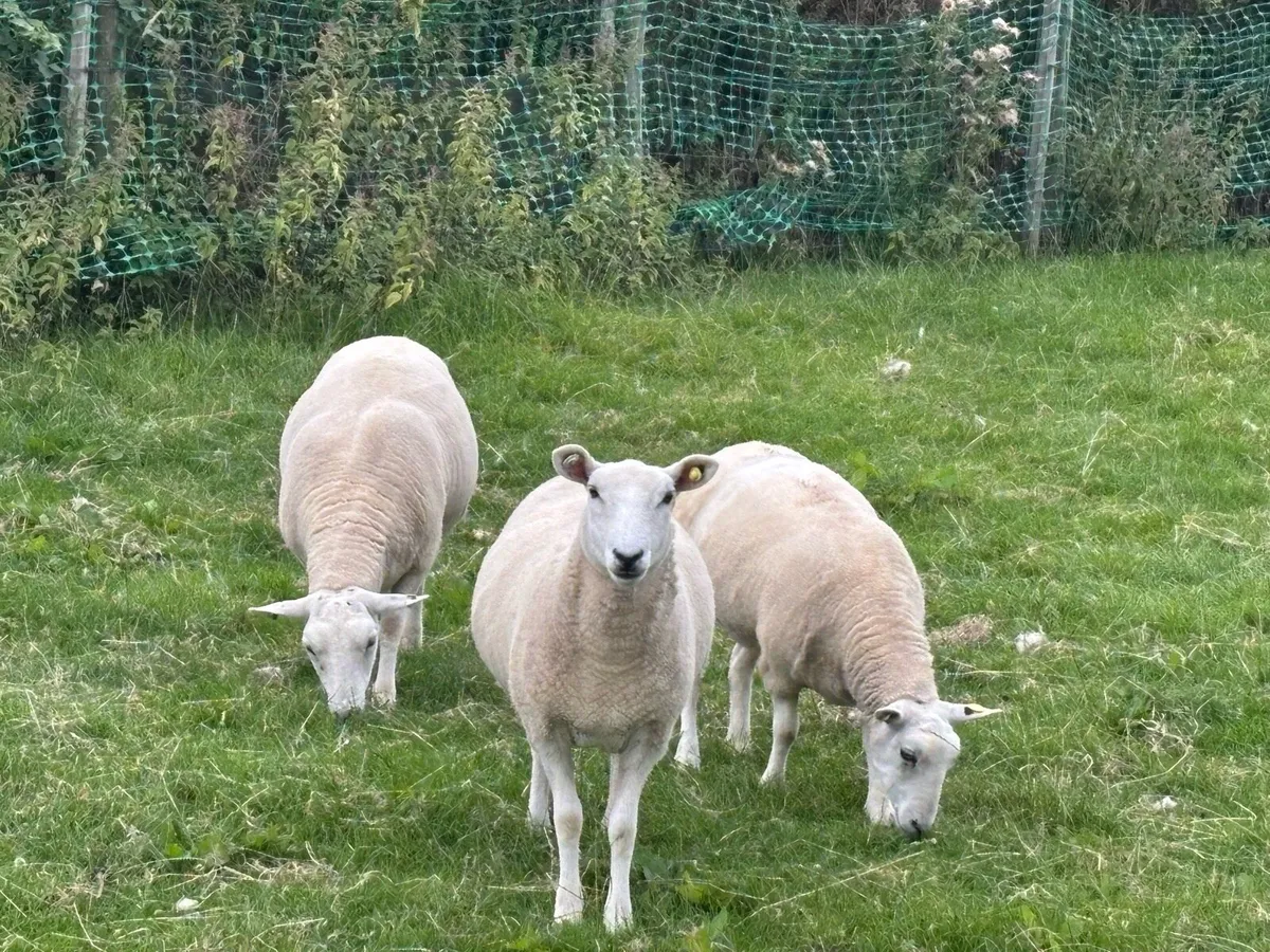 Lleyn hoggets - Image 4