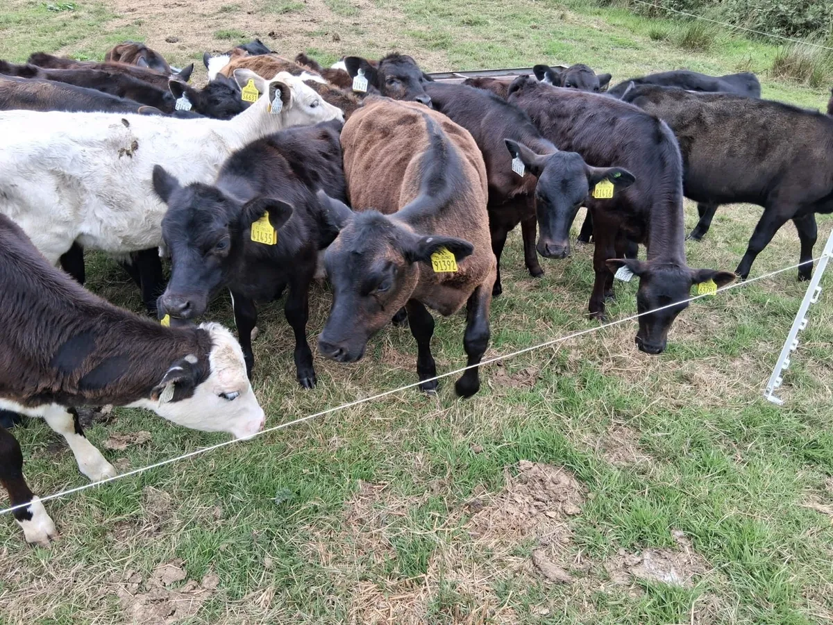 30 grass calves - Image 2