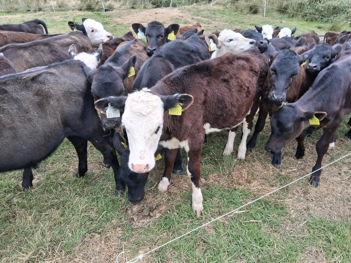 30 grass calves - Image 3