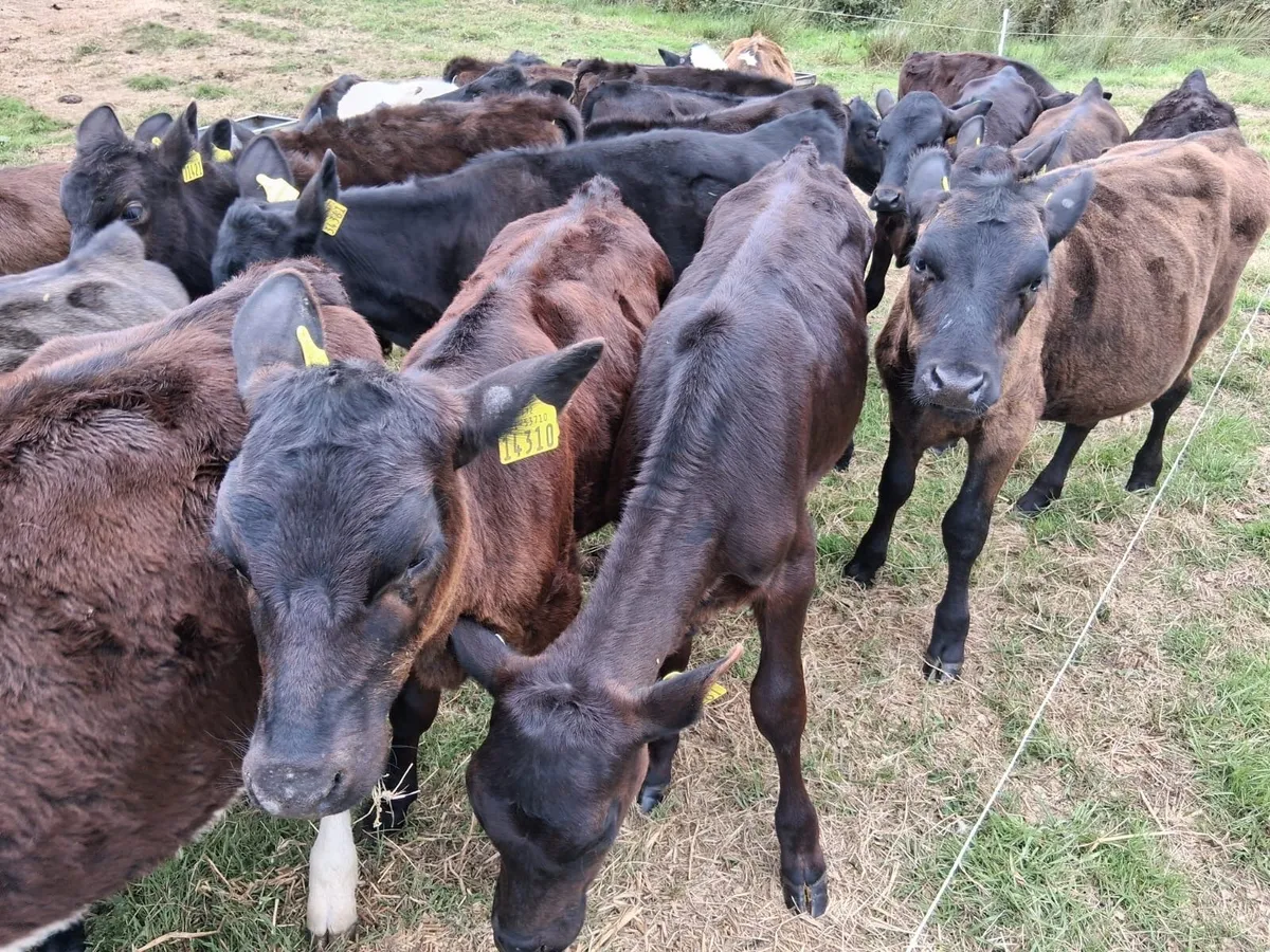 30 grass calves - Image 4