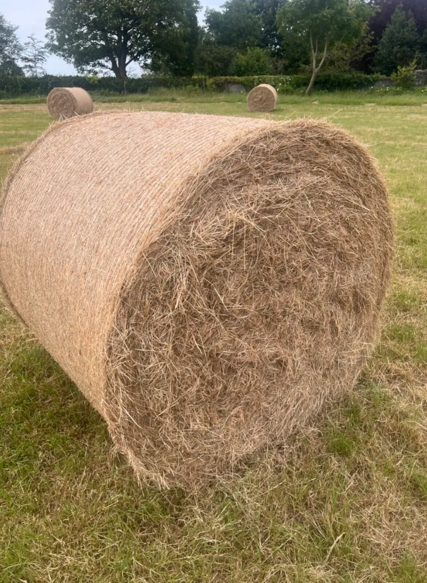Hay and Silage Bales for Sale