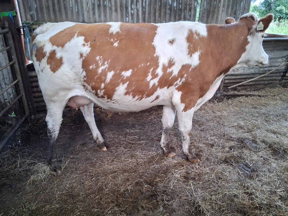Super red Simmental springer - Image 1