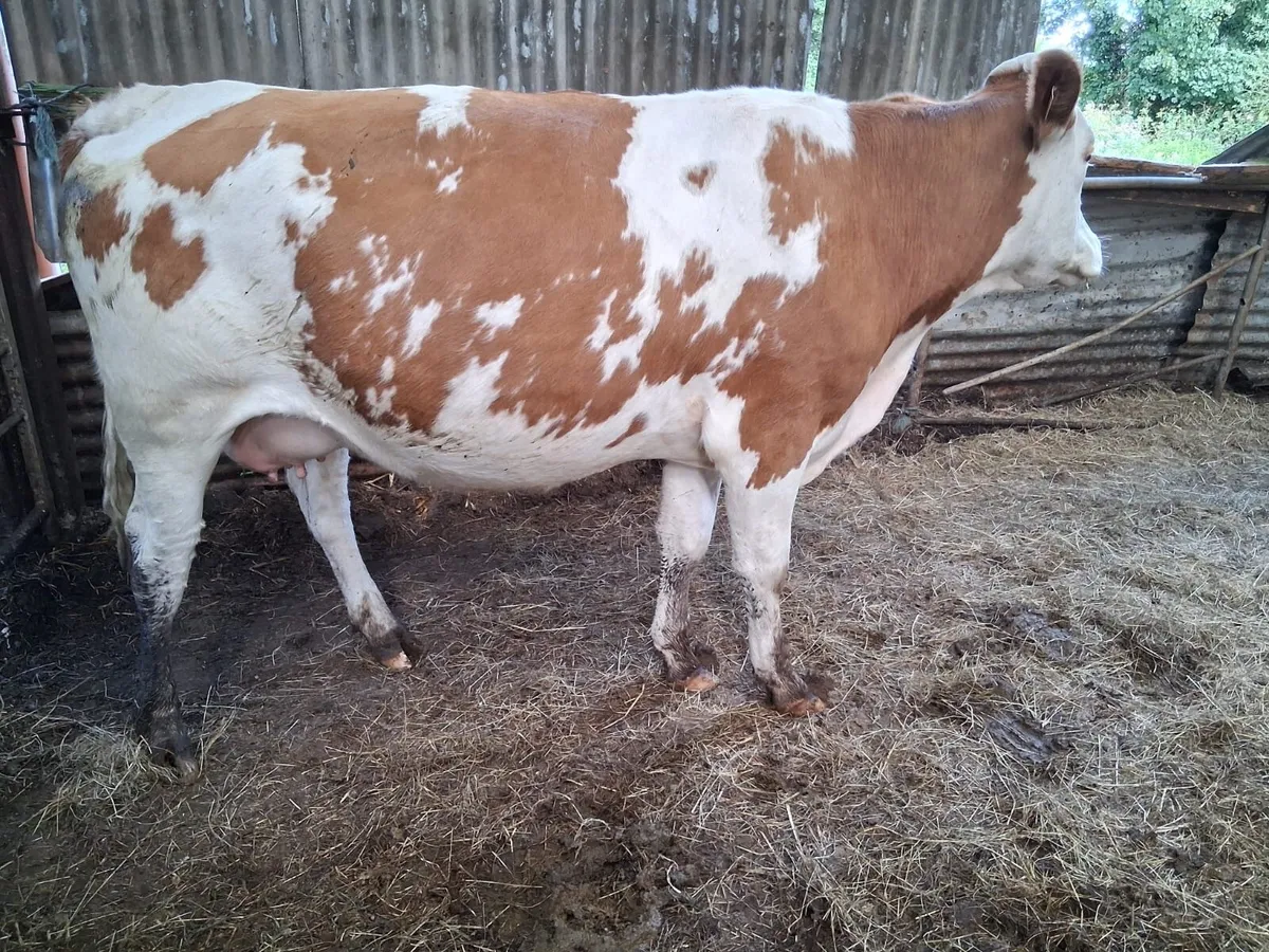 Super red Simmental springer - Image 2
