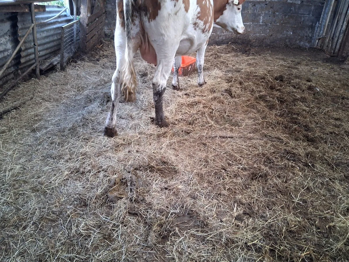 Super red Simmental springer - Image 3