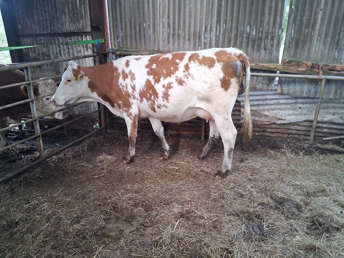 Super red Simmental springer - Image 4