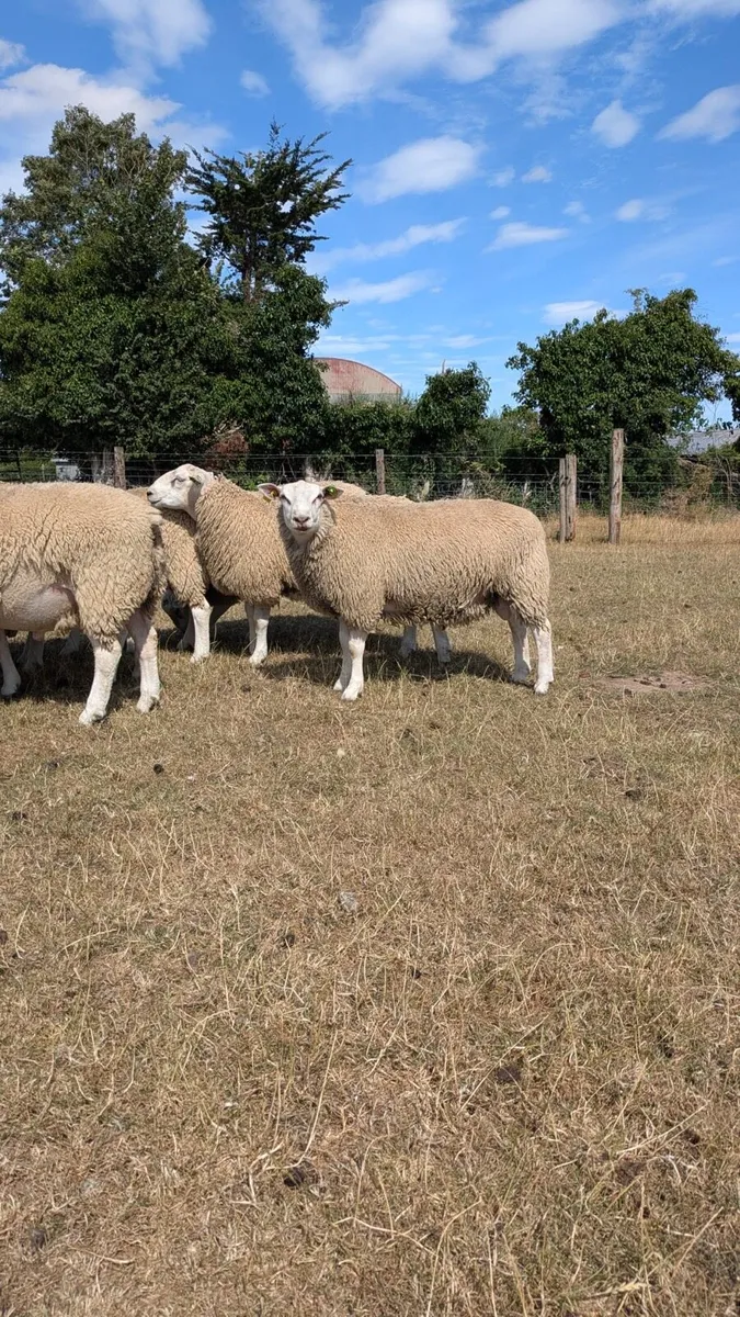 Belclare PBR Ram Lambs - Image 2