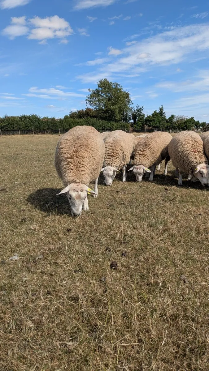 Belclare PBR Ram Lambs - Image 4