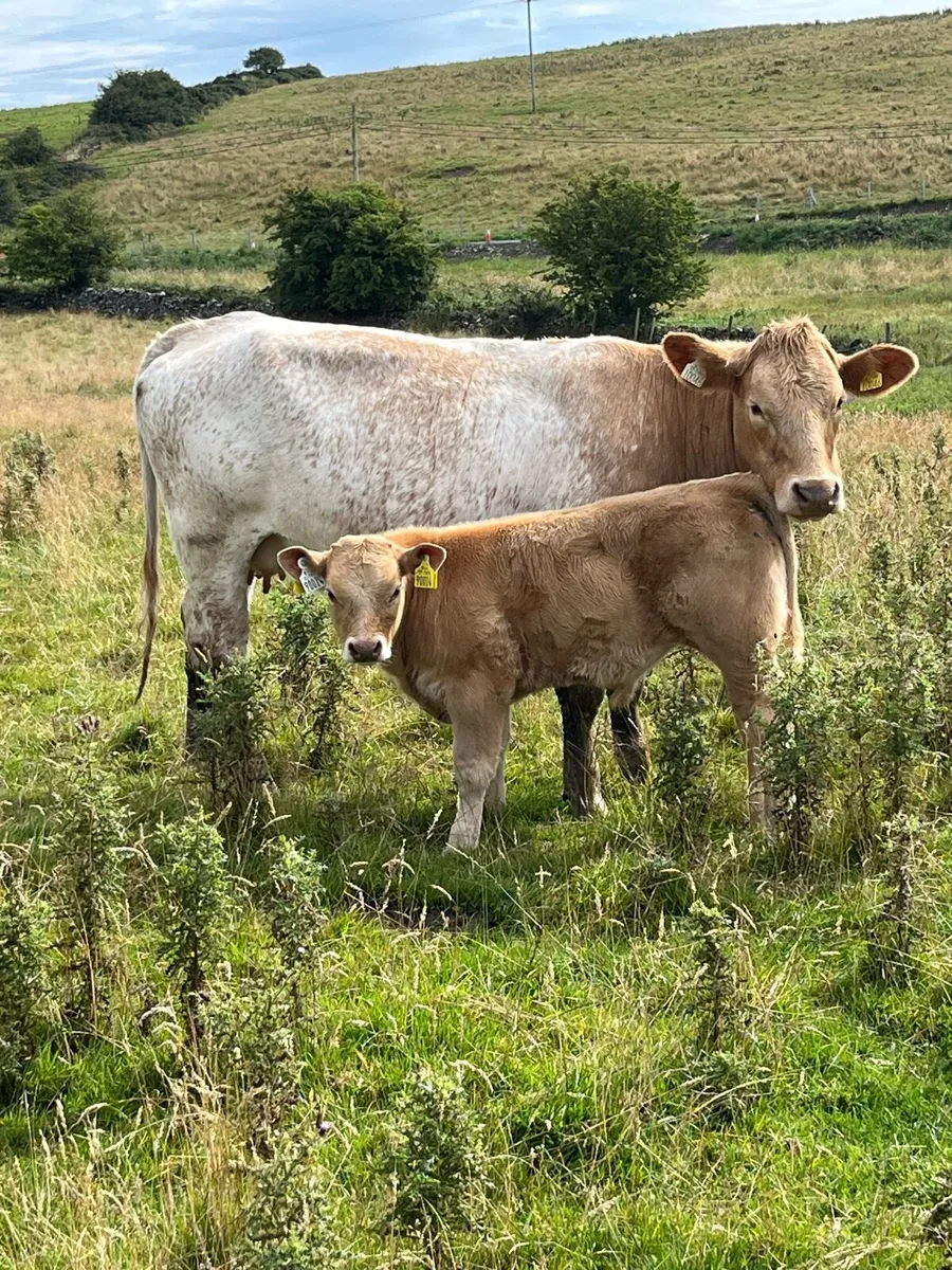 Roan Hefier and U grade bull calf - Image 1