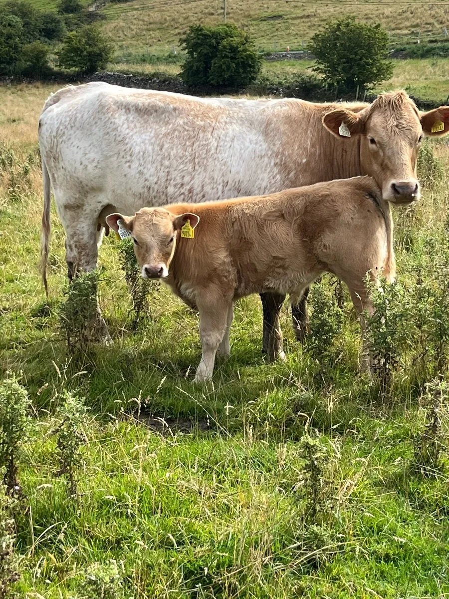 Roan Hefier and U grade bull calf - Image 2
