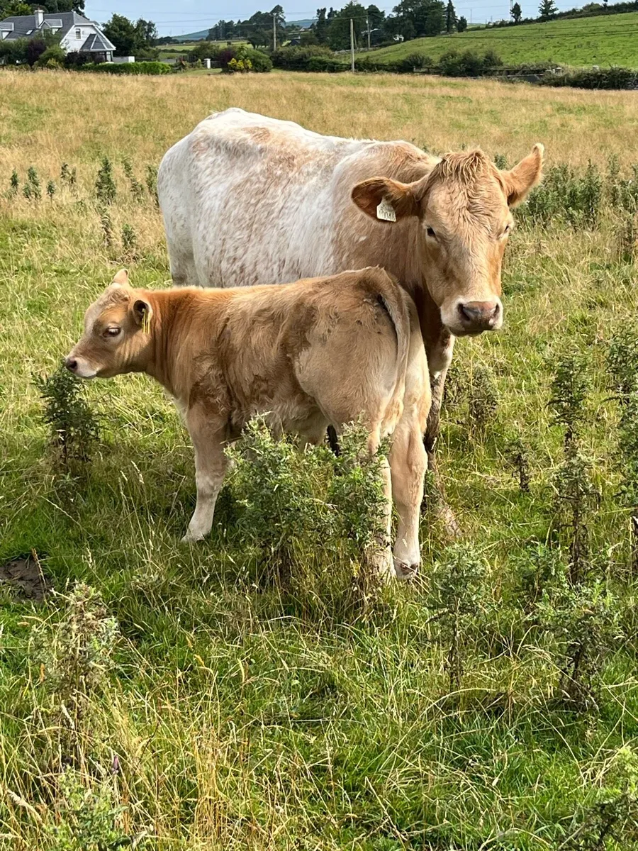 Roan Hefier and U grade bull calf - Image 3