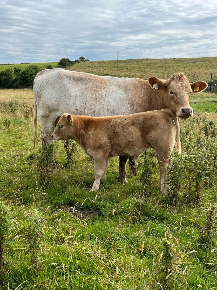 Roan Hefier and U grade bull calf - Image 4