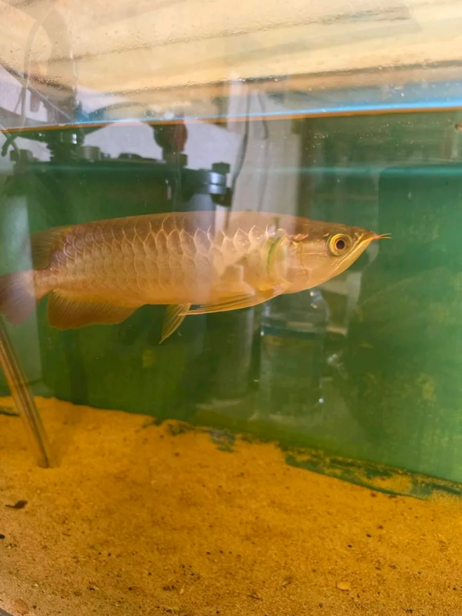 Arowana 12 rose cross and koi carp - Image 1