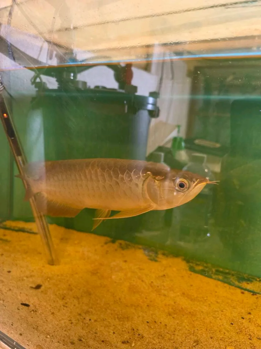 Arowana 12 rose cross and koi carp - Image 2