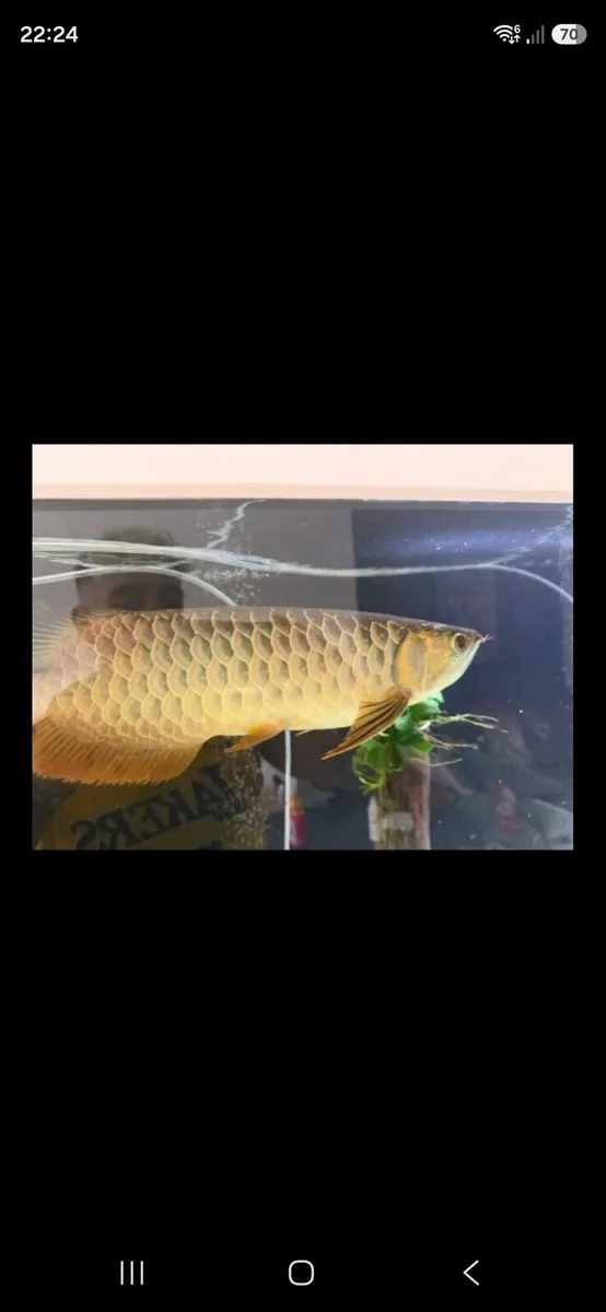 Arowana 12 rose cross and koi carp - Image 3