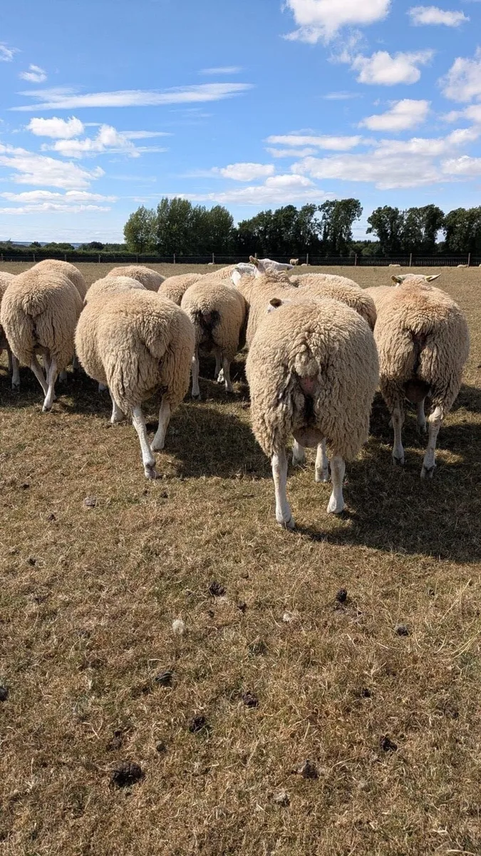 Belclare PBR Ram Lambs - Image 3