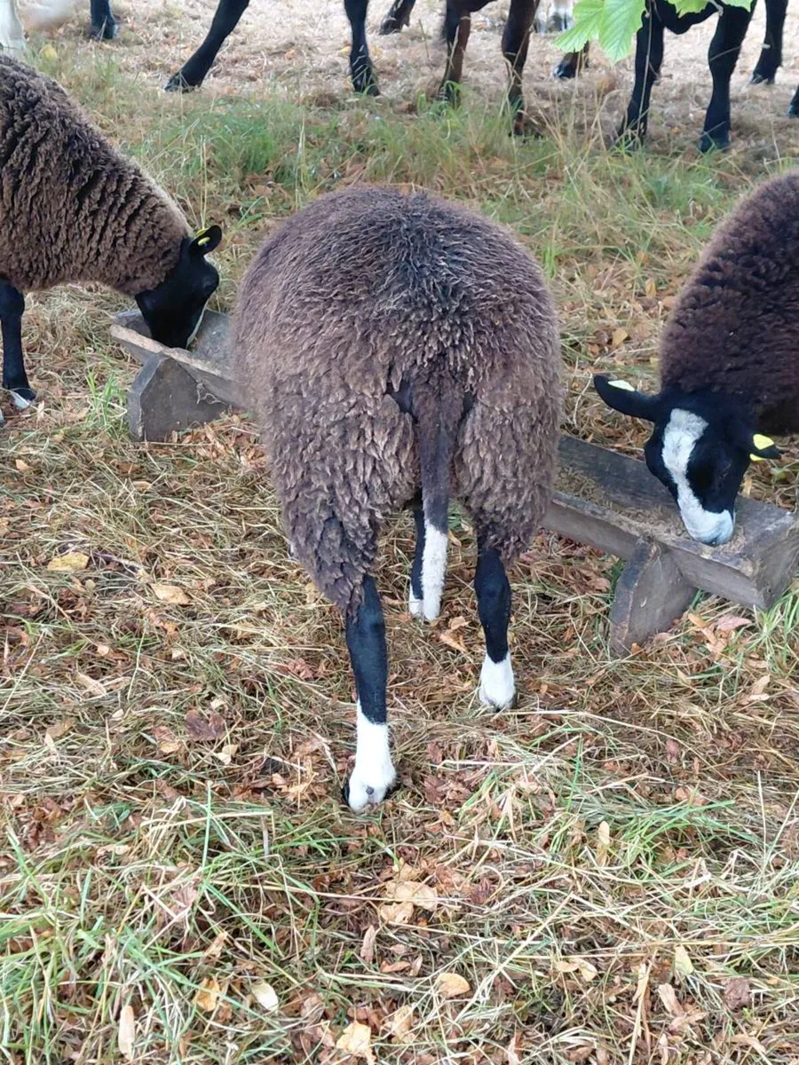 Zwartable Ewe Lambs - Image 4
