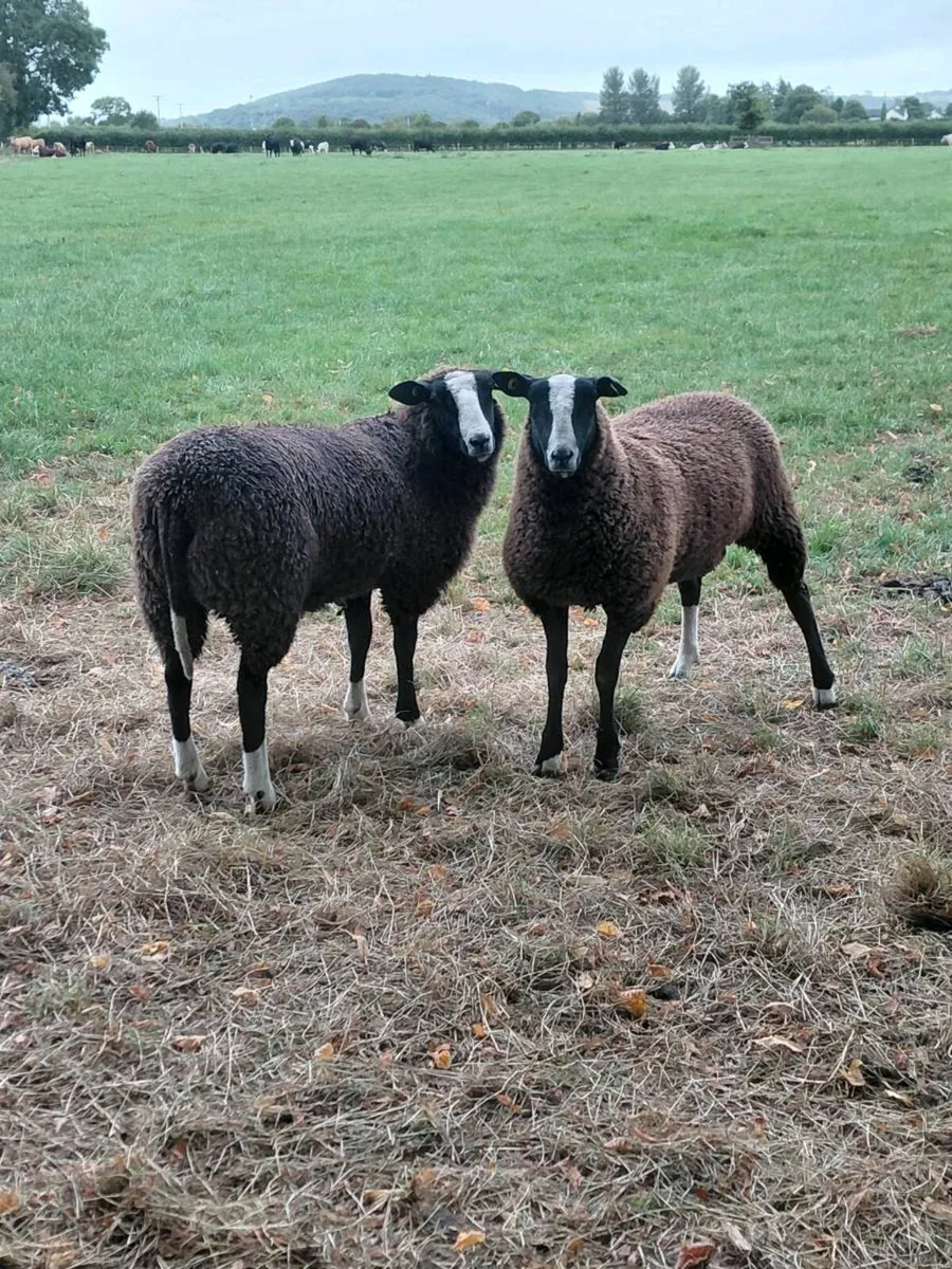 Zwartable Ewe Lambs - Image 1