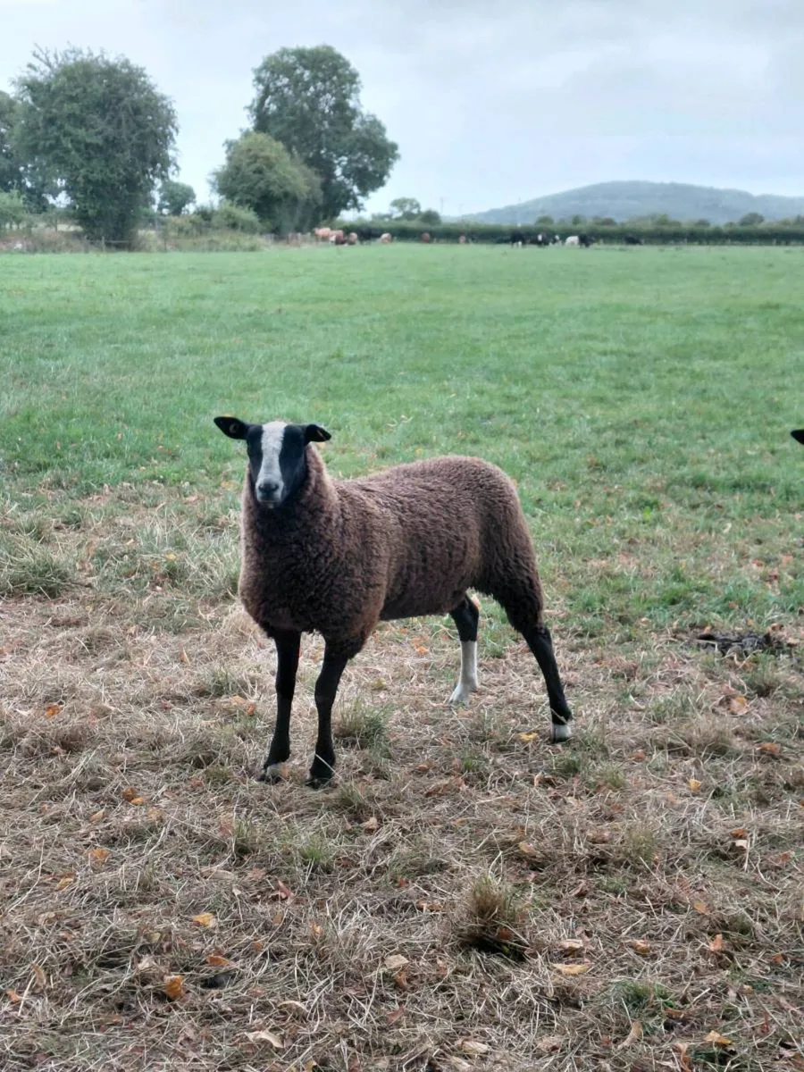 Zwartable Ewe Lambs - Image 2