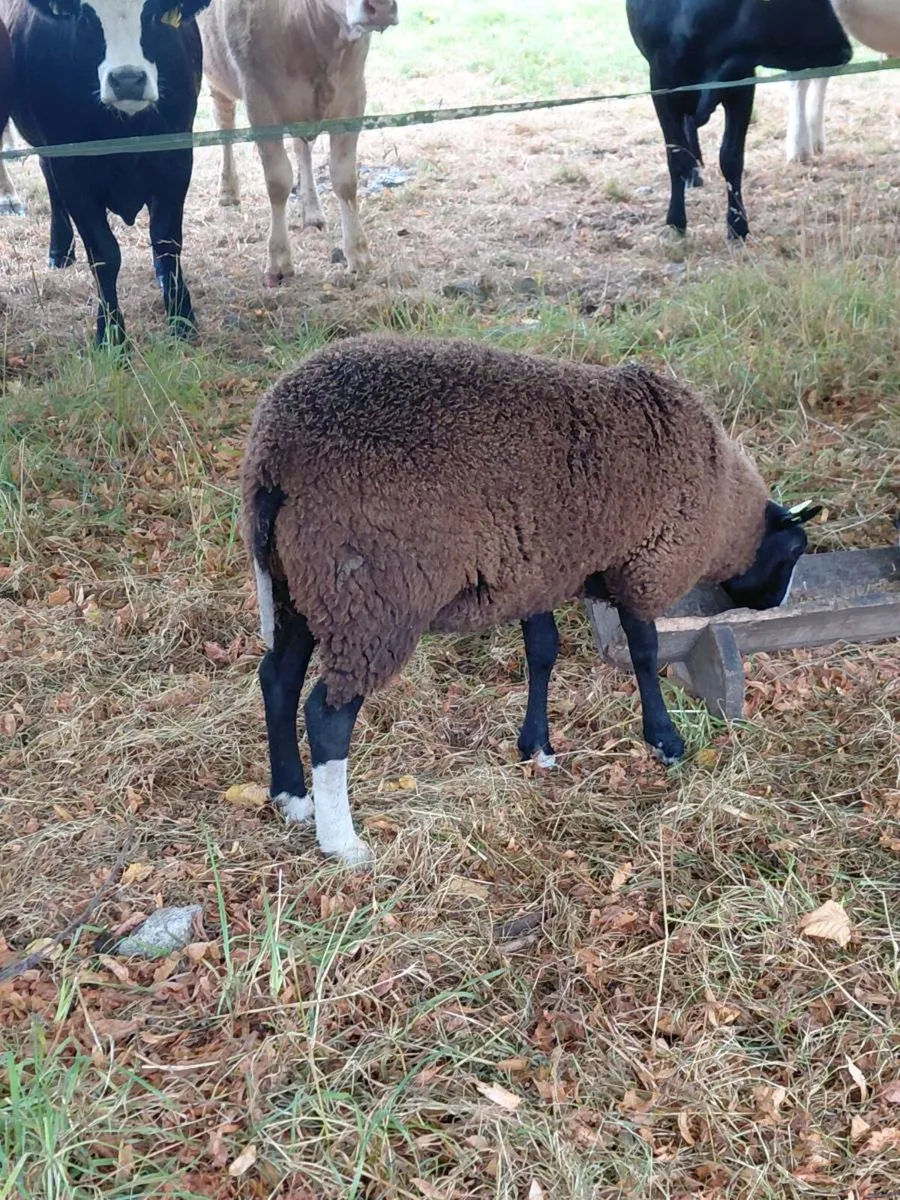 Zwartable Ewe Lambs - Image 3