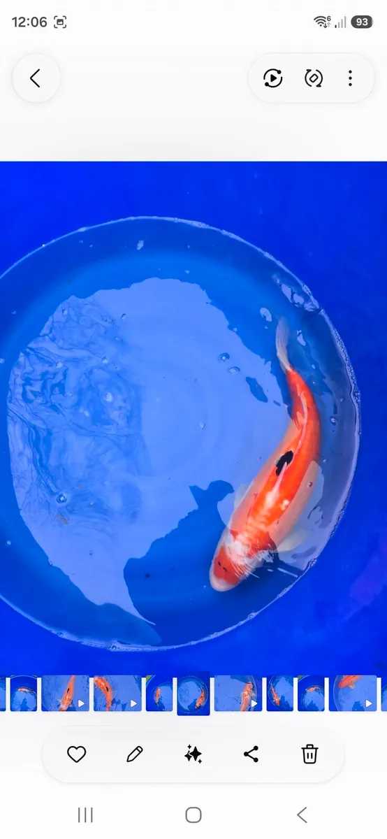 Arowana 15 inches rose cross and koi carp - Image 2
