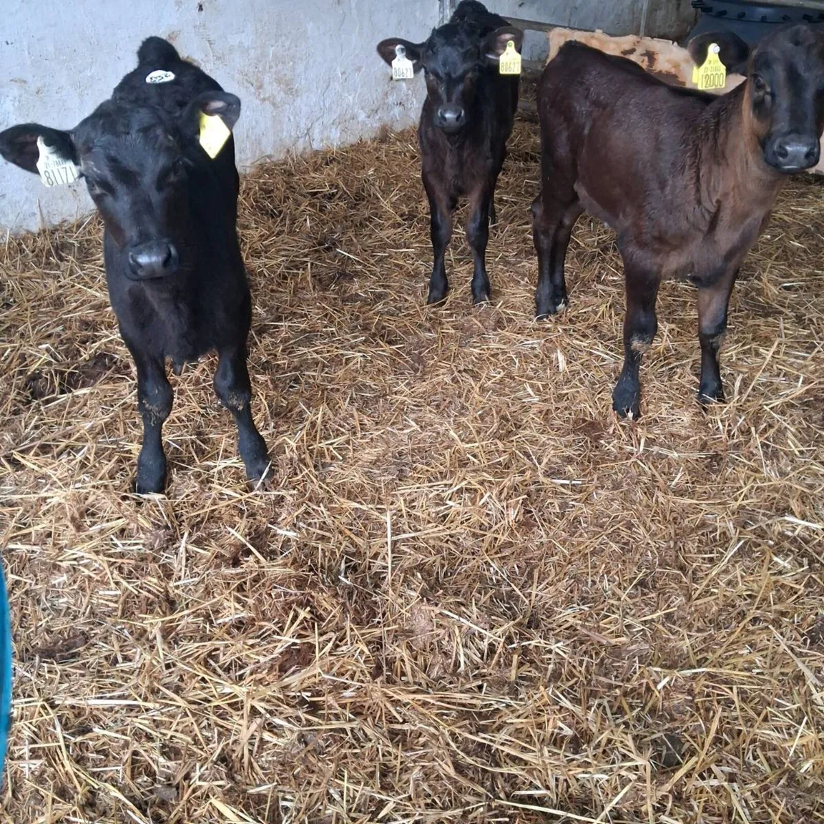 Angus heifer calves