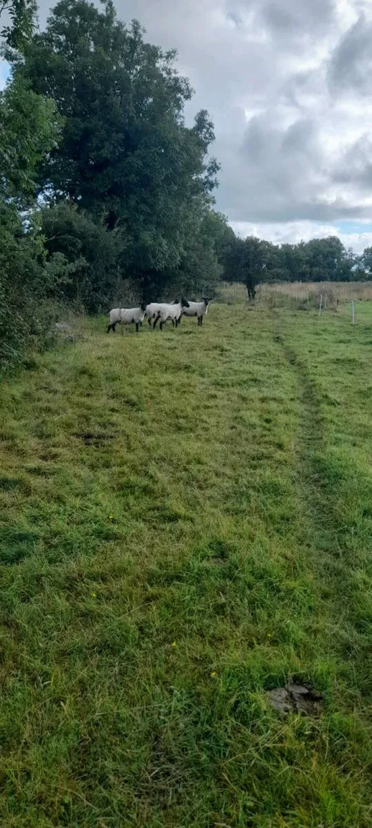 Suffolk x Hoggets - Organic - Image 1
