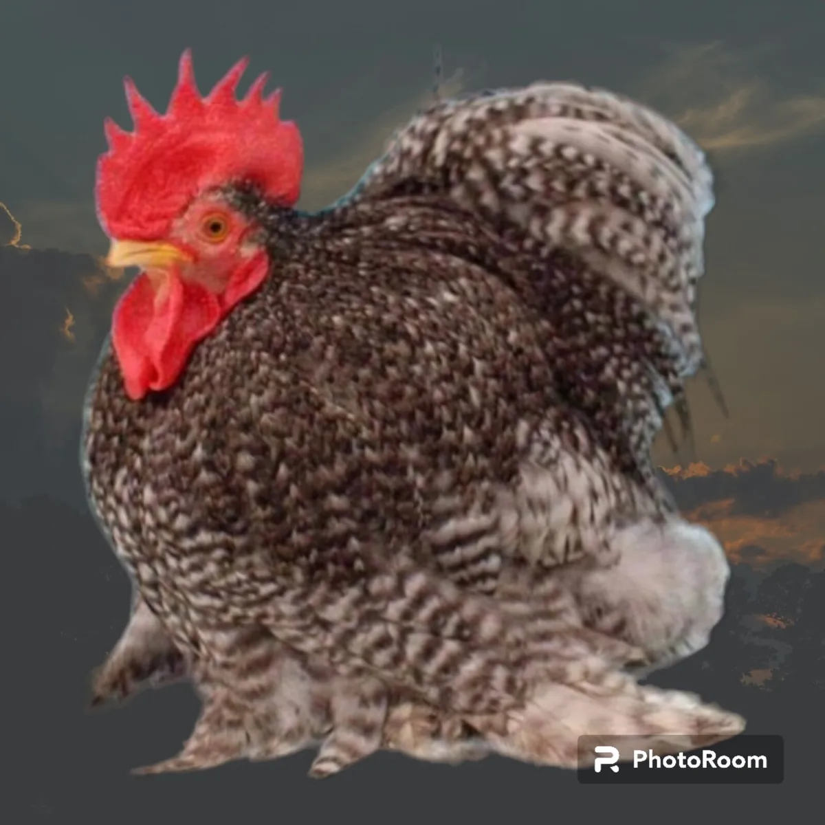 Show Quality Pekin Bantams - Image 1