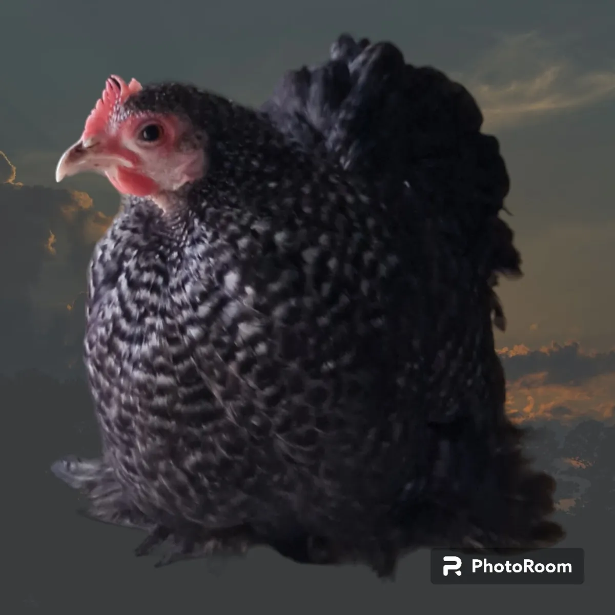 Show Quality Pekin Bantams - Image 2