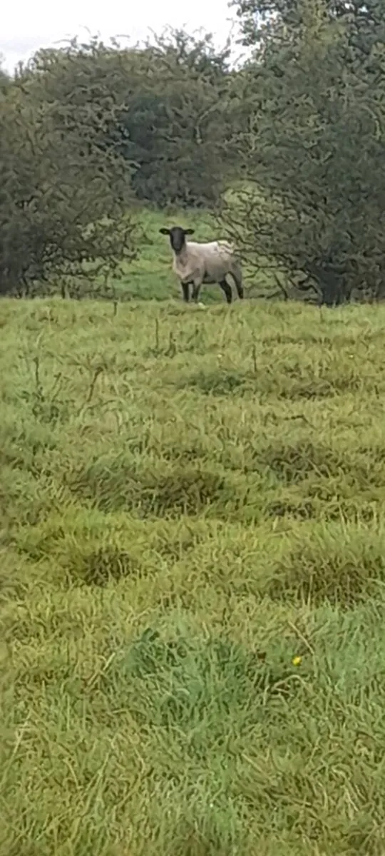 Suffolk x Hoggets - Organic - Image 2