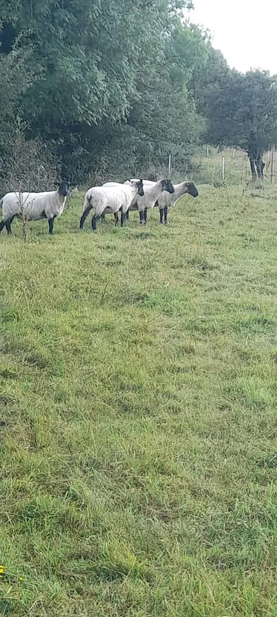 Suffolk x Hoggets - Organic - Image 3