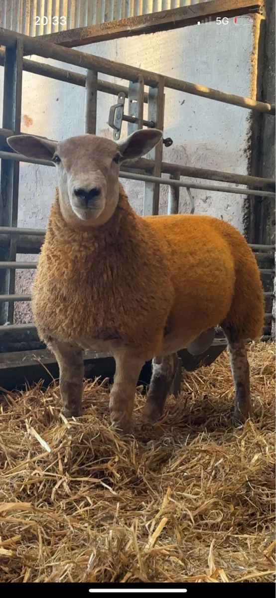Sufftex ram lamb - Image 1