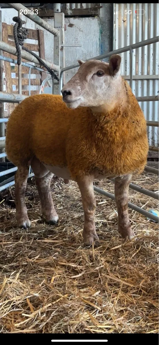 Sufftex ram lamb - Image 2