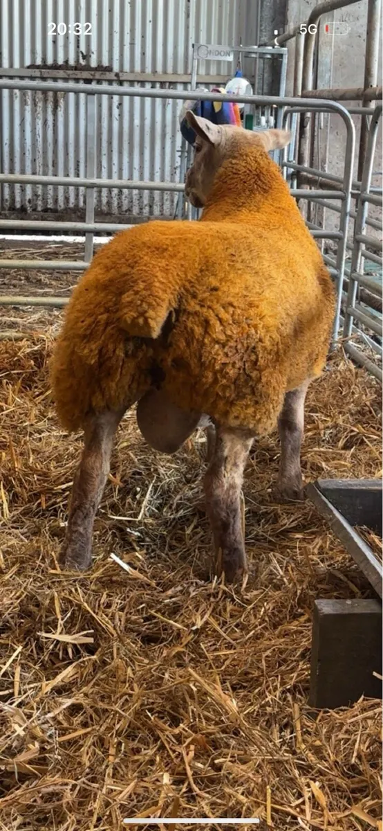 Sufftex ram lamb - Image 3