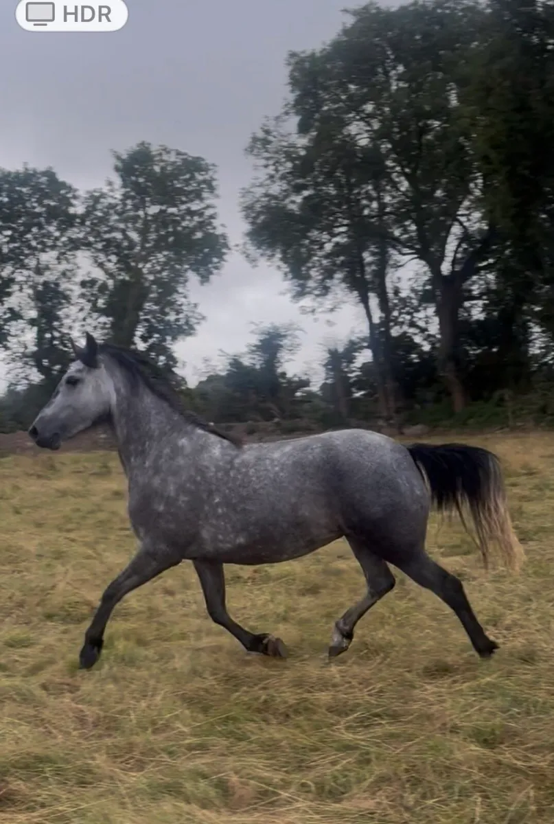 Pony - Image 1