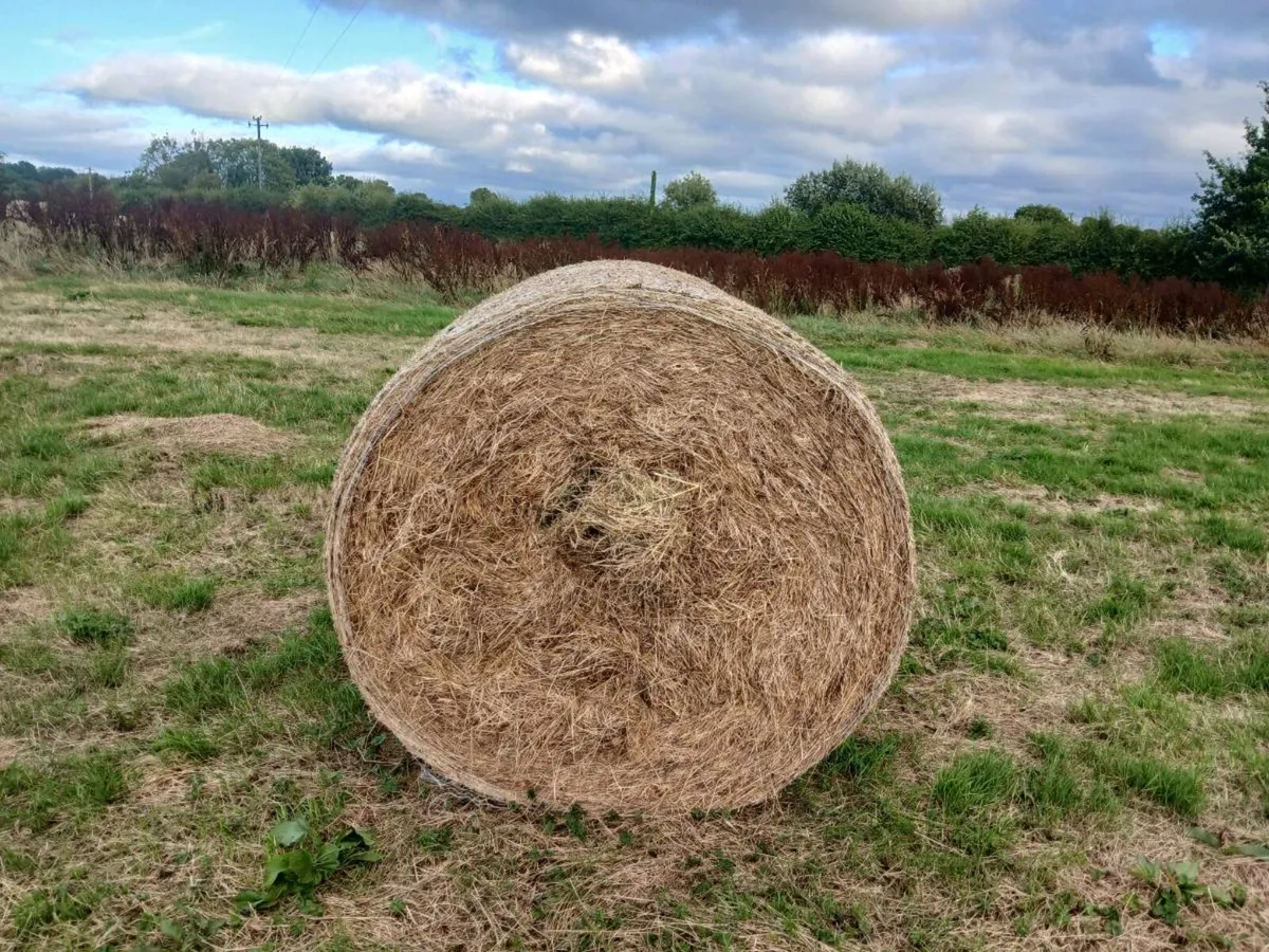 Hay - Image 2