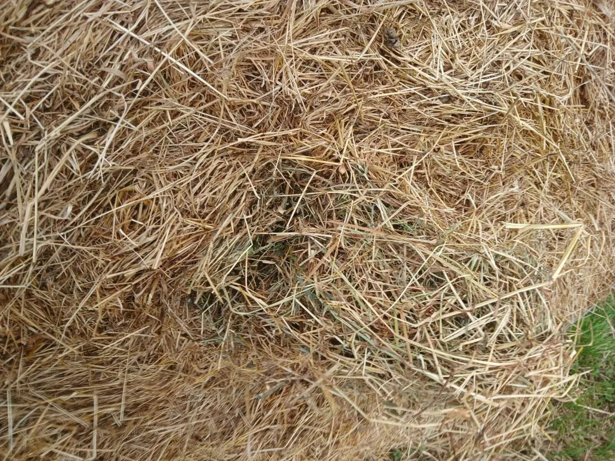Hay - Image 3