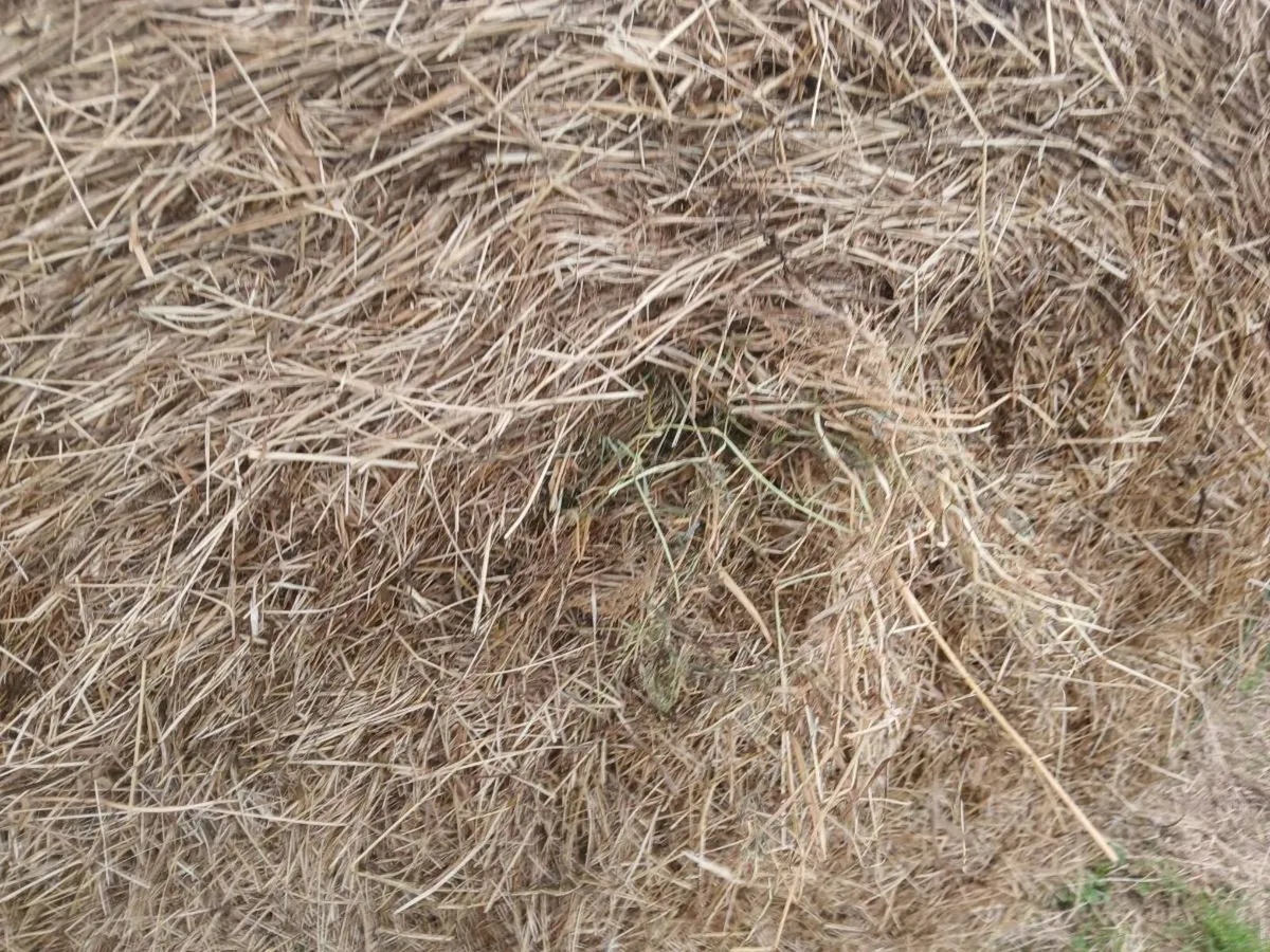 Hay - Image 4