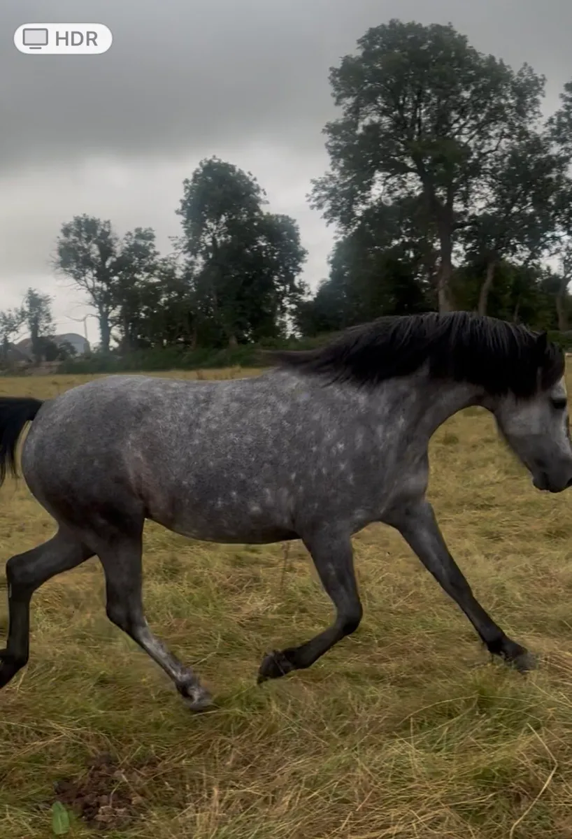 Ponies - Image 4