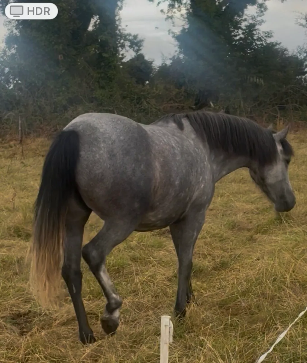 Ponies - Image 2