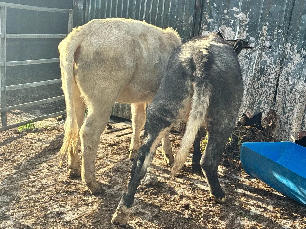 2 Roan Breeding heifers for sale - Image 4