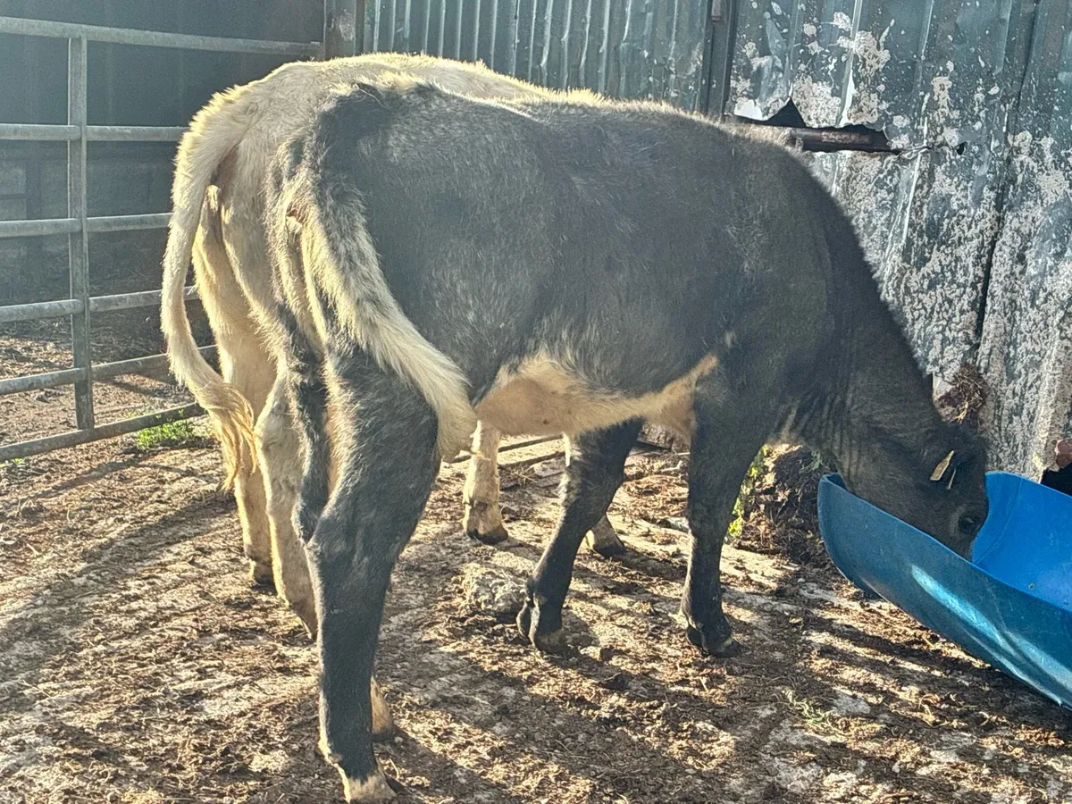 2 Roan Breeding heifers for sale - Image 2
