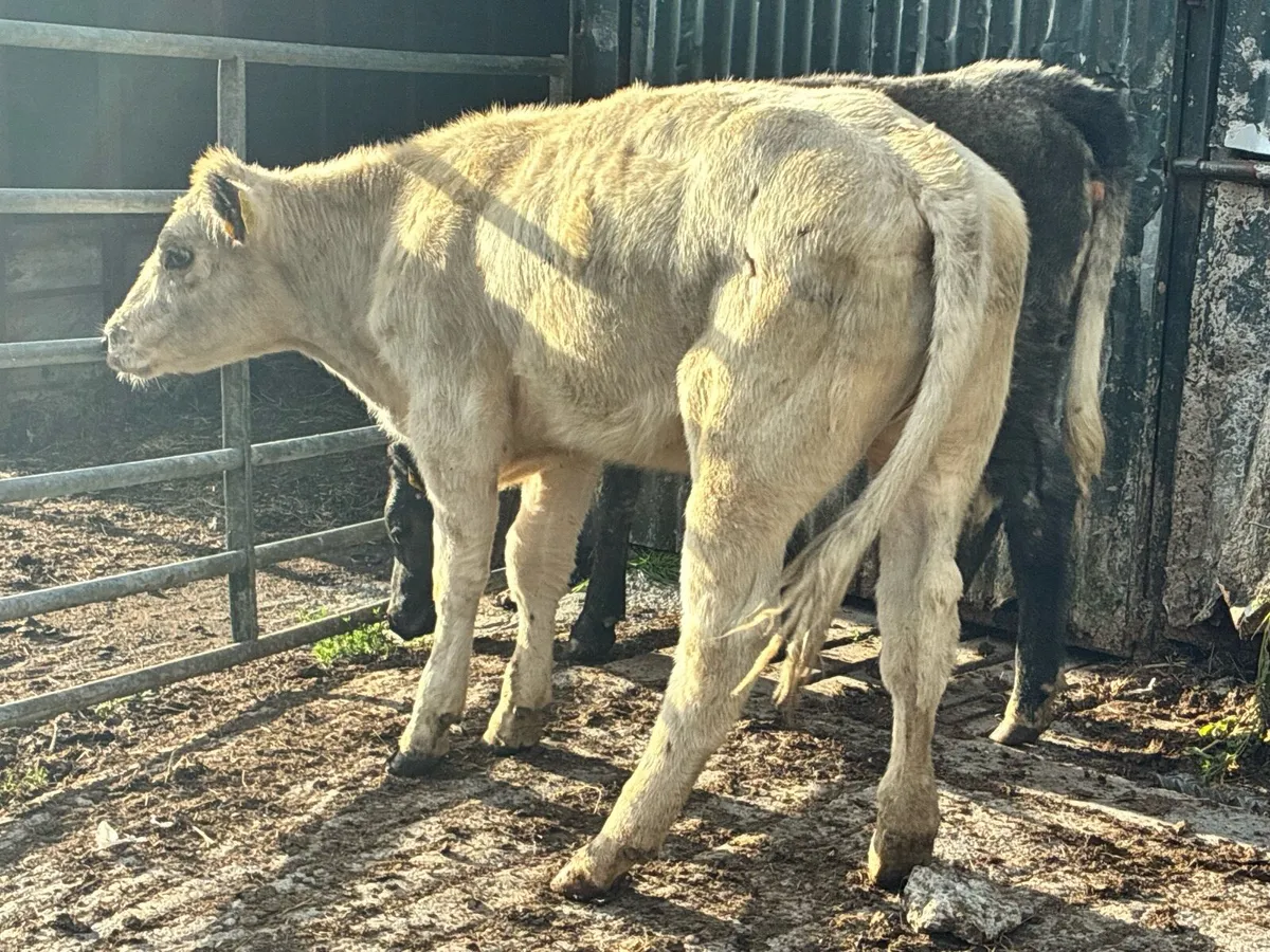 2 Roan Breeding heifers for sale - Image 3