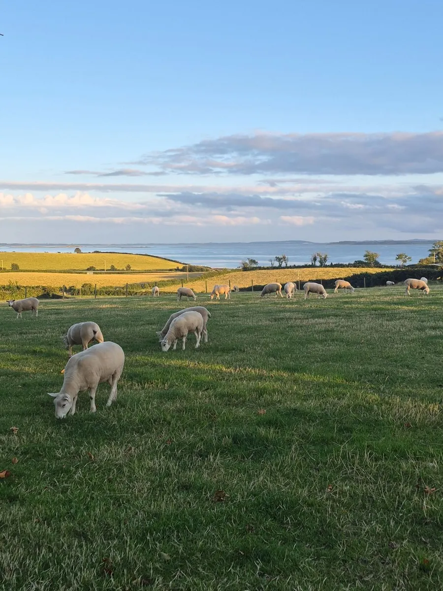 Lleyn hogget ewes - Image 2