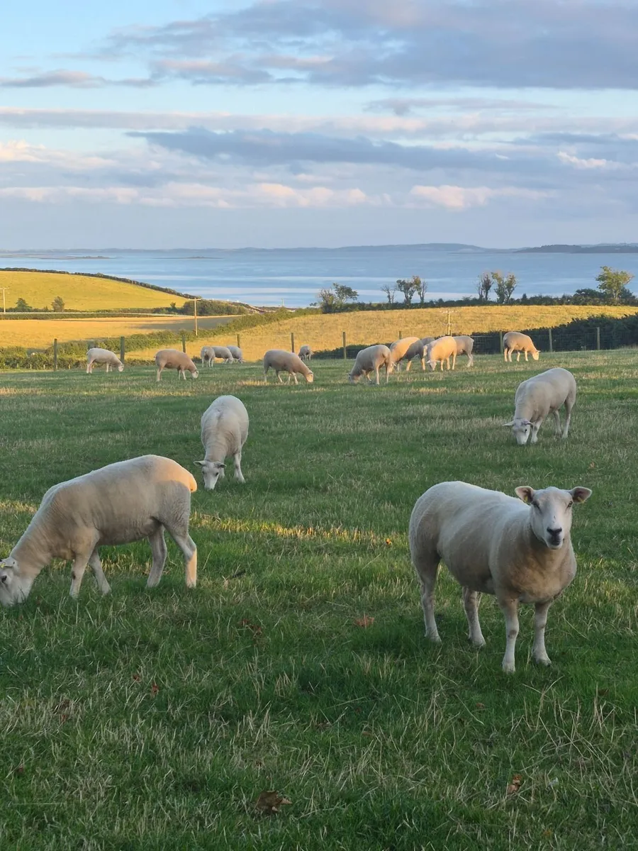 Lleyn hogget ewes - Image 1