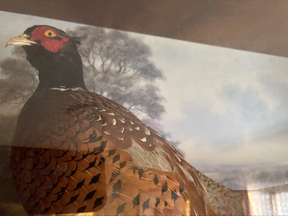 Vintage Taxidermy Pheasant - Image 4
