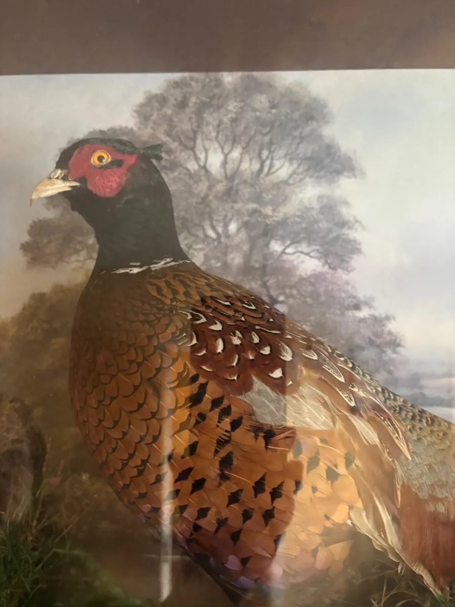 Vintage Taxidermy Pheasant - Image 2
