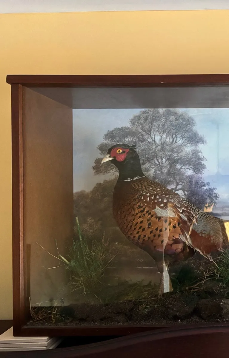 Vintage Taxidermy Pheasant - Image 1