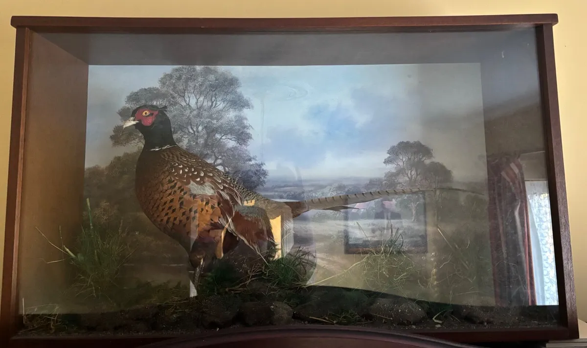 Vintage Taxidermy Pheasant - Image 2