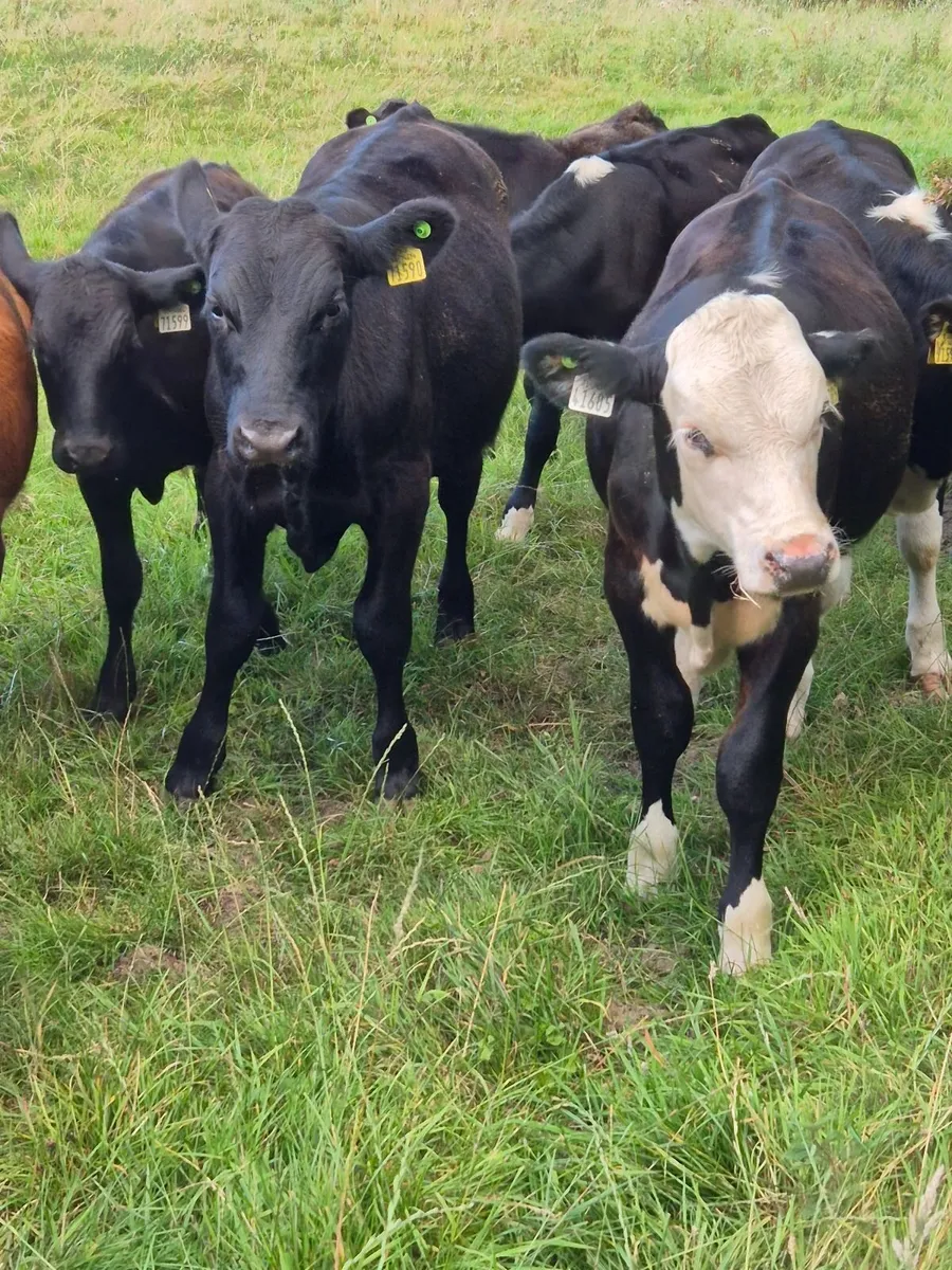 Weanling bulls - Image 1